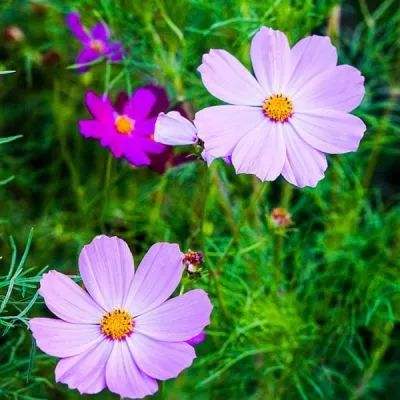 乐鱼app官方下载